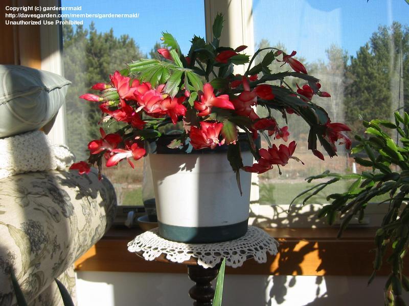 کاکتوس کریسمس